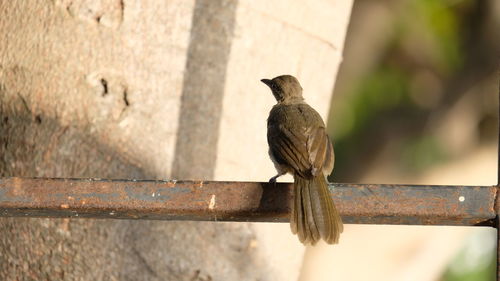 Close-up of bird perching on railing