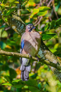 Close-up of bird perching on branch