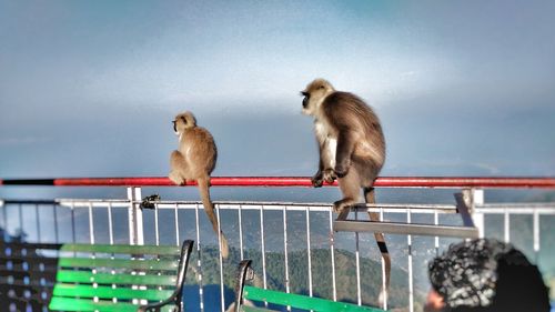 Monkeys on railing against sky