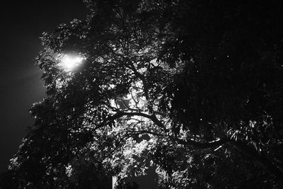 Low angle view of trees against sky