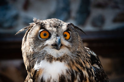 Close-up portrait of owl