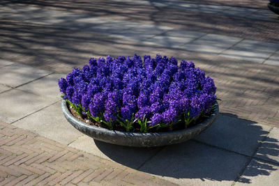 High angle view of purple flower on footpath