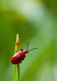 Close-up of insect perching on flower