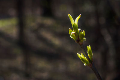 Close-up of branch with young green leaves in spring day. copy space for text