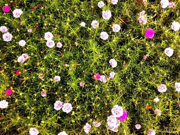 High angle view of pink flowering plants on field