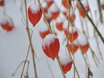 Close-up of red berries on plant during winter