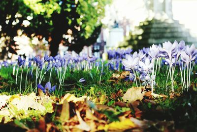 Close-up of purple flowers blooming on field