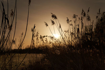 Plants growing on field against sky during sunset