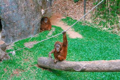 Monkey sitting on tree trunk