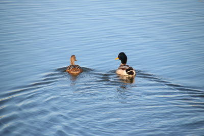 Ducks swimming in lake