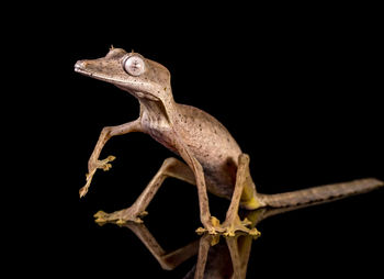 Close-up of lizard against black background