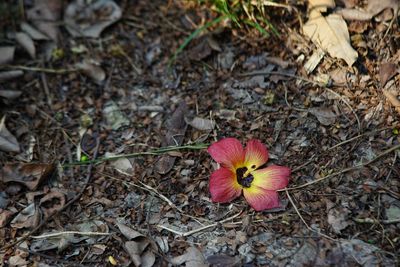 High angle view of flower blooming on field