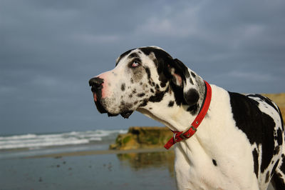 Close-up of dalmatian dog