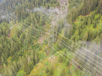 High angle view of trees on field