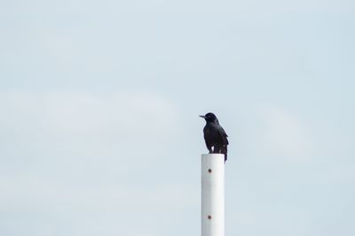 Low angle view of bird perching on pole against clear sky