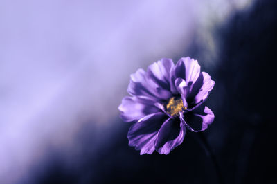 Close-up of purple flowering plant