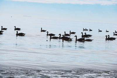 Swans swimming in sea against sky