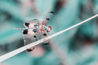 Close-up of dragonfly on plant