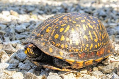 Close-up of turtle