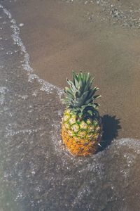 High angle view of pineapple on shore at beach