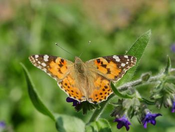 Close-up of butterfly on leaf