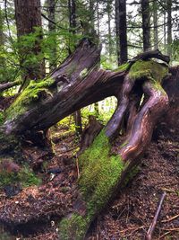 Fallen tree in forest