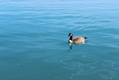 High angle view of canada goose swimming in lake