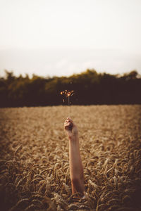 Hand of person holding sparkler in wheat field against sky