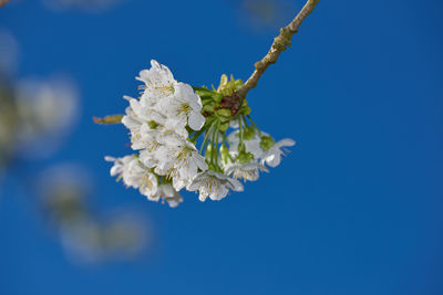 Low angle view of cherry blossom