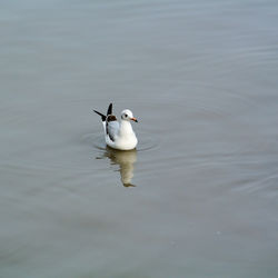 Seagull at mangrove forest in thailand.