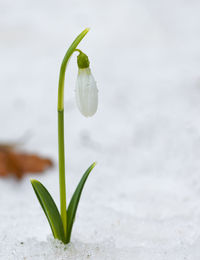 Close-up of plant against water