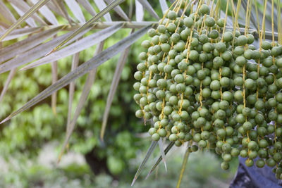 Close-up of berries growing on tree