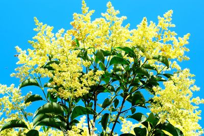 Low angle view of flowering plant against blue sky