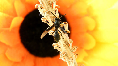 Close-up of wilted flower