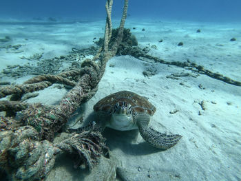 View of turtle in sea