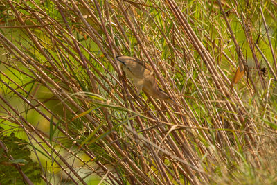 Bird perching on grass