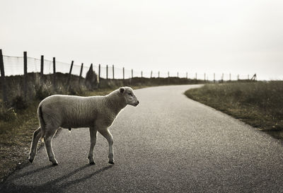 View of sheep on road