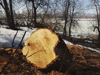 Bare tree on field in forest during winter