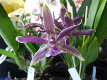 Close-up of purple flowering plant