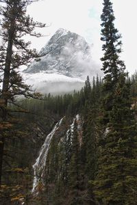 Scenic view of forest against sky