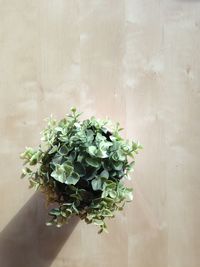 Close-up of plant