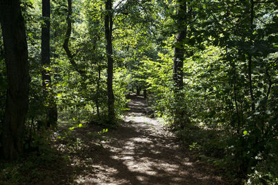 Trees in forest