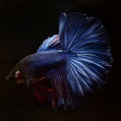 Close-up of fish swimming in sea