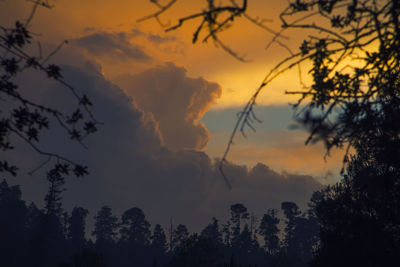 Silhouette of trees against cloudy sky