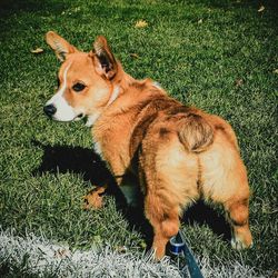 View of a dog looking away