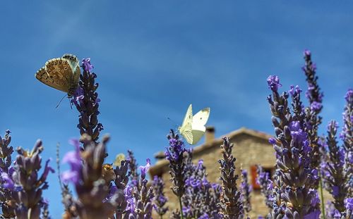Close-up of butterflies on purple flowers against sky