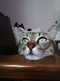 Close-up portrait of tabby cat at home