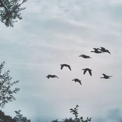 Low angle view of birds flying against cloudy sky