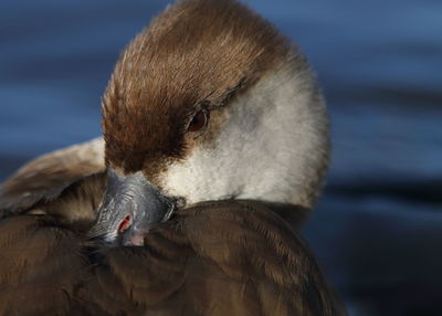 Close-up of duck