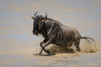 Blue wildebeest crosses shallow river in spray